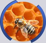 Foto: honey: Refraktometry na měření medu