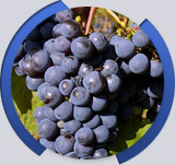 Foto: wine: Refraktometry na víno a štávu z hroznů